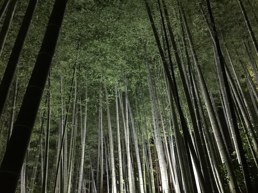 竹林・京都